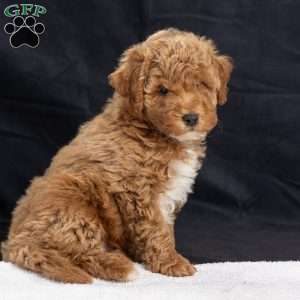 Pam, Miniature Poodle Puppy